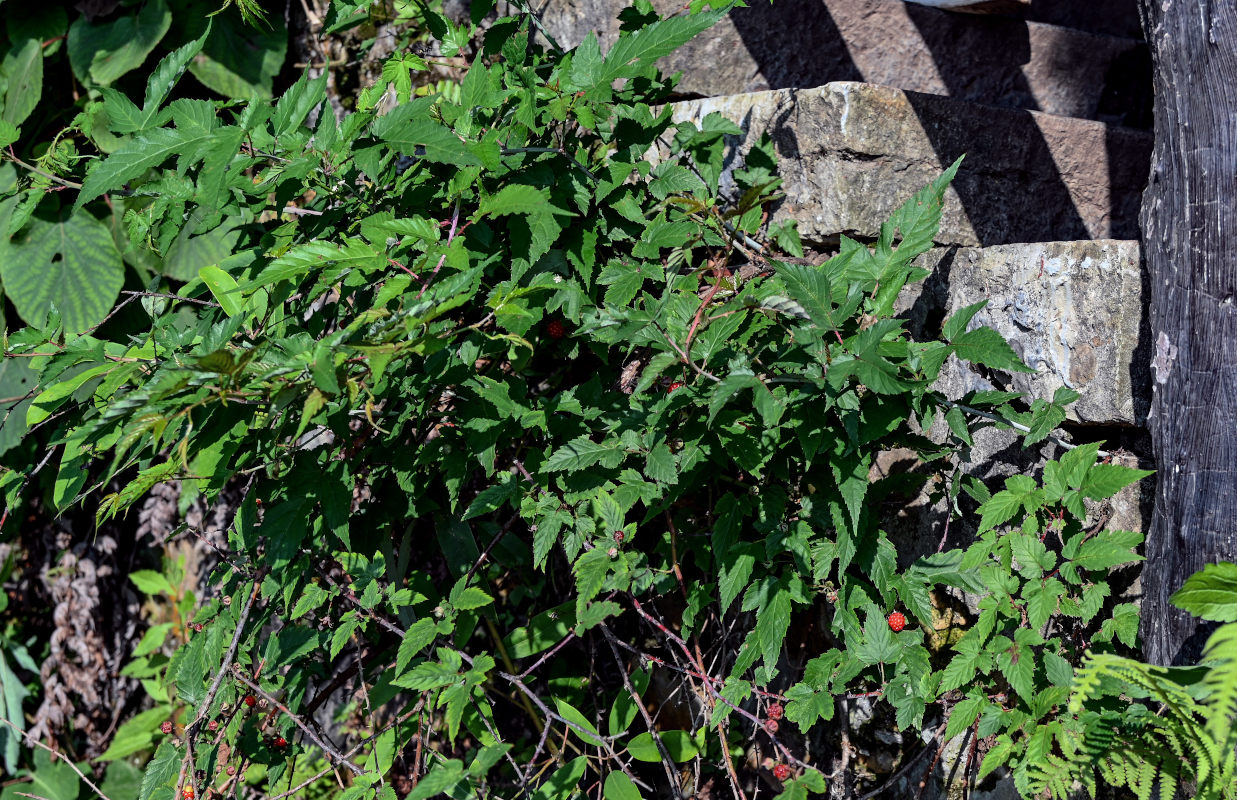 Изображение особи Rubus crataegifolius.