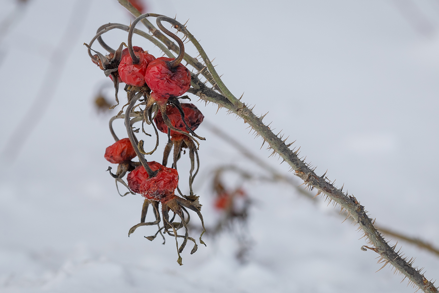 Изображение особи Rosa rugosa.