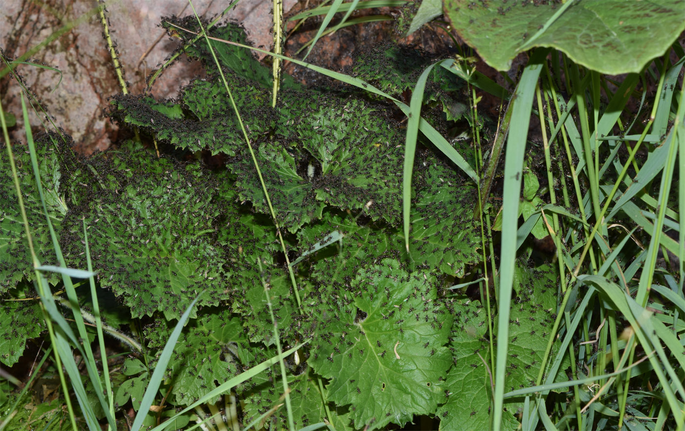 Image of Cortusa turkestanica specimen.