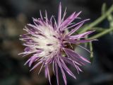 Centaurea caprina. Соцветие. Крым, Южный Берег, окр. пос. Новый Свет, высокий берег моря, каменистый склон рядом с туристической тропой. 07.06.2024.