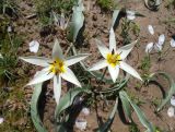 View full-size image Tulipa bifloriformis