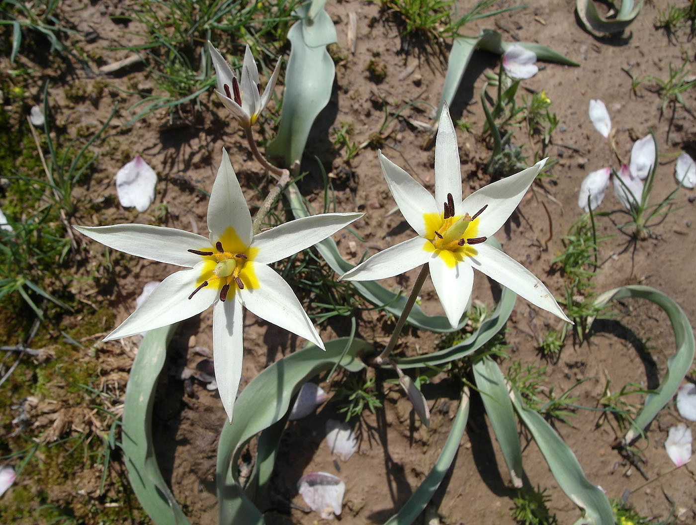 Image of Tulipa bifloriformis specimen.