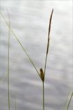 Carex lasiocarpa