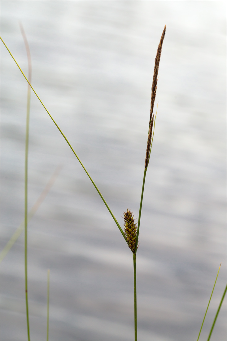 Image of Carex lasiocarpa specimen.