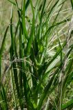 View full-size image genus Tragopogon