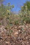 View full-size image Trigonella strangulata