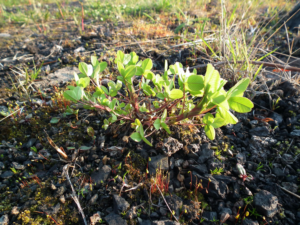 Image of Trifolium spadiceum specimen.