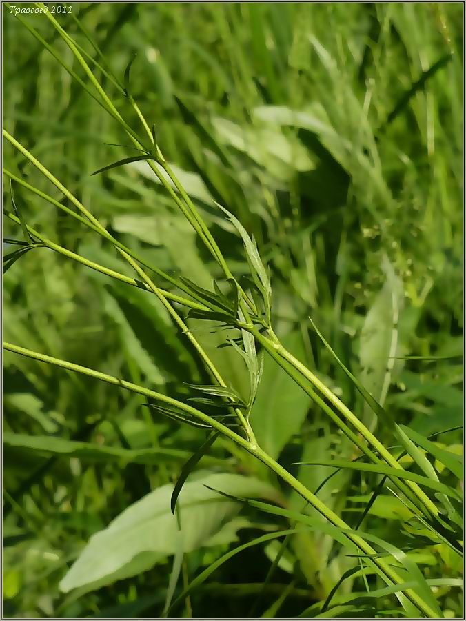 Изображение особи Ranunculus acris.