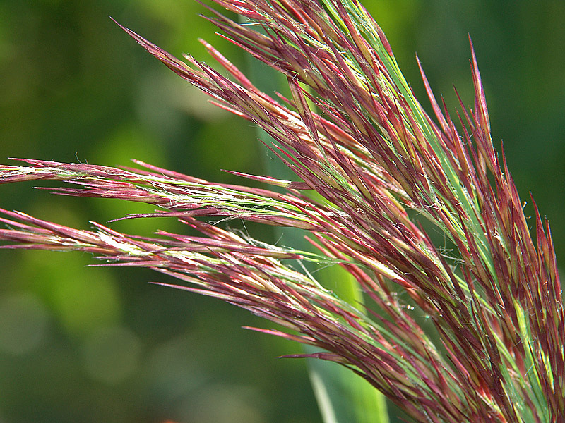 Image of Calamagrostis epigeios specimen.