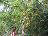 Prunus cerasifera. Плодоносящее растение под пологом эвкалипта. Абхазия, Гудаутский р-н, г. Новый Афон, на склоне Иверской горы. 20 июля 2008 г.