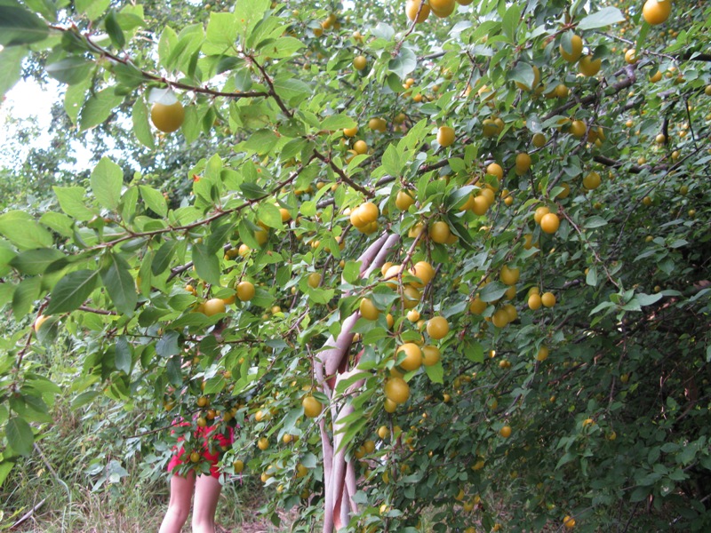 Изображение особи Prunus cerasifera.