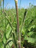 Смотреть изображение Silene chersonensis