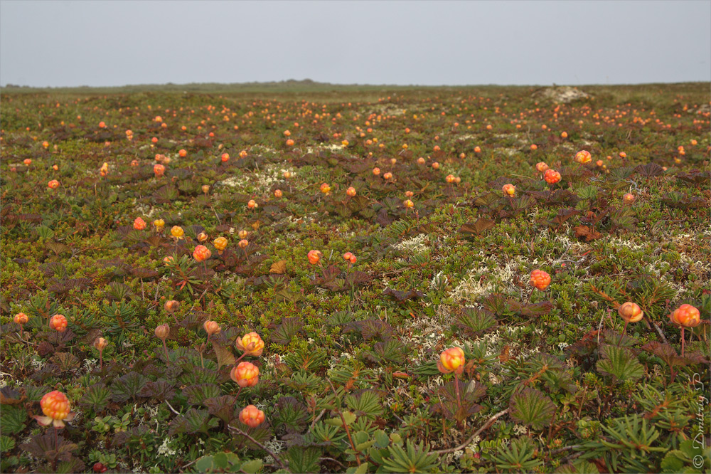 Изображение особи Rubus chamaemorus.