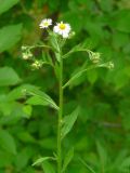 Erigeron annuus ssp. lilacinus