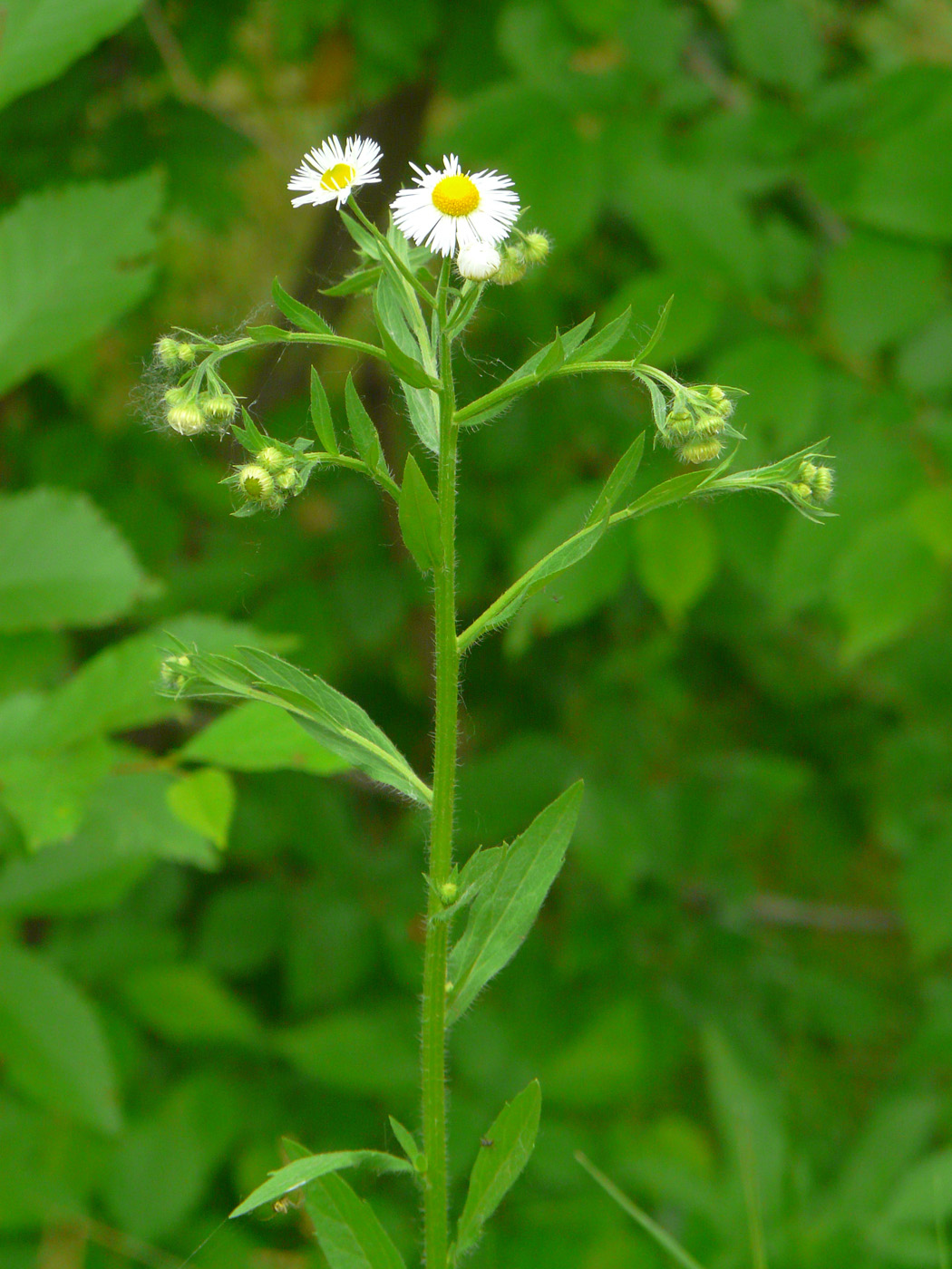 Изображение особи Erigeron annuus ssp. lilacinus.