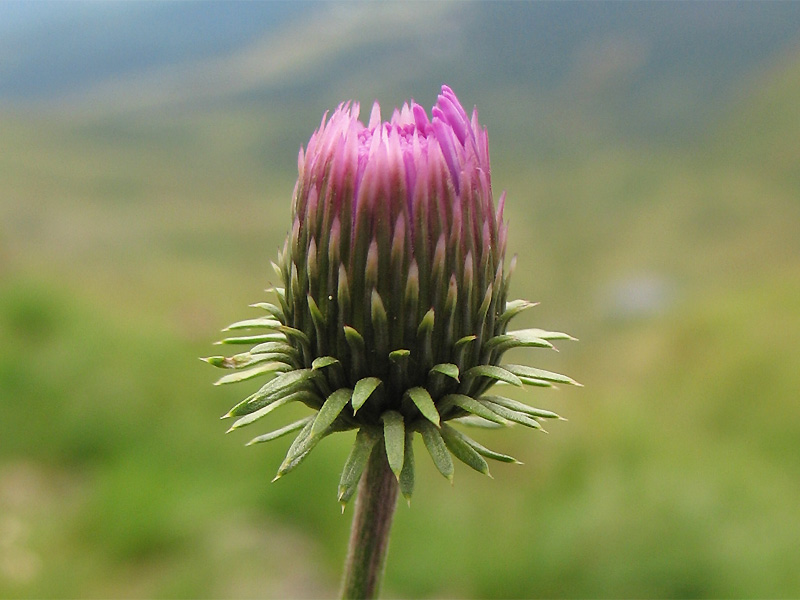 Image of Carduus kerneri specimen.