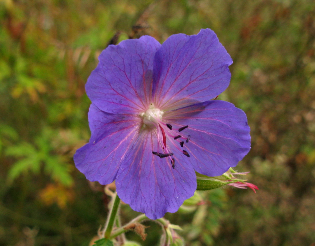 Image of Geranium transbaicalicum specimen.