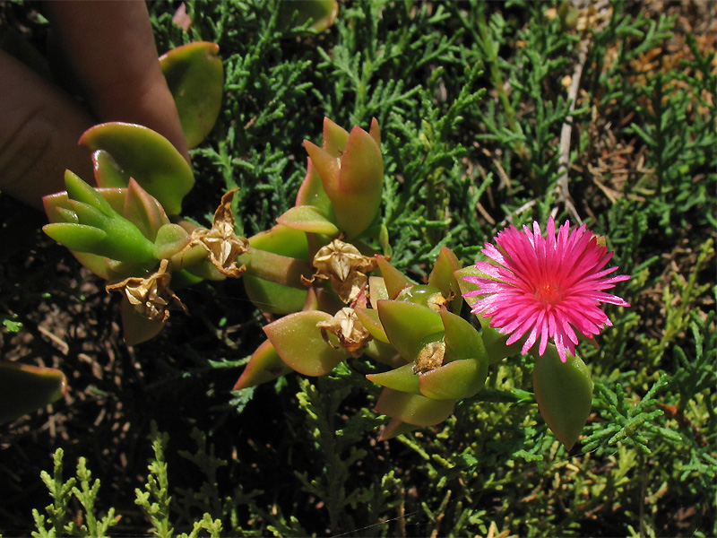 Image of Aptenia &times; vascosilvae specimen.