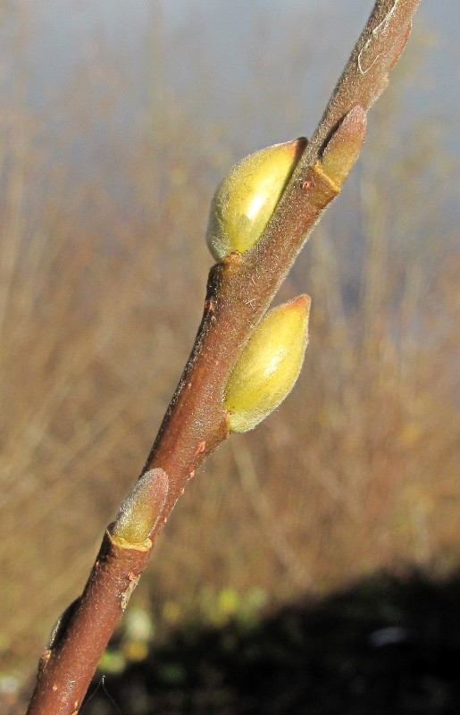 Изображение особи Salix gmelinii.