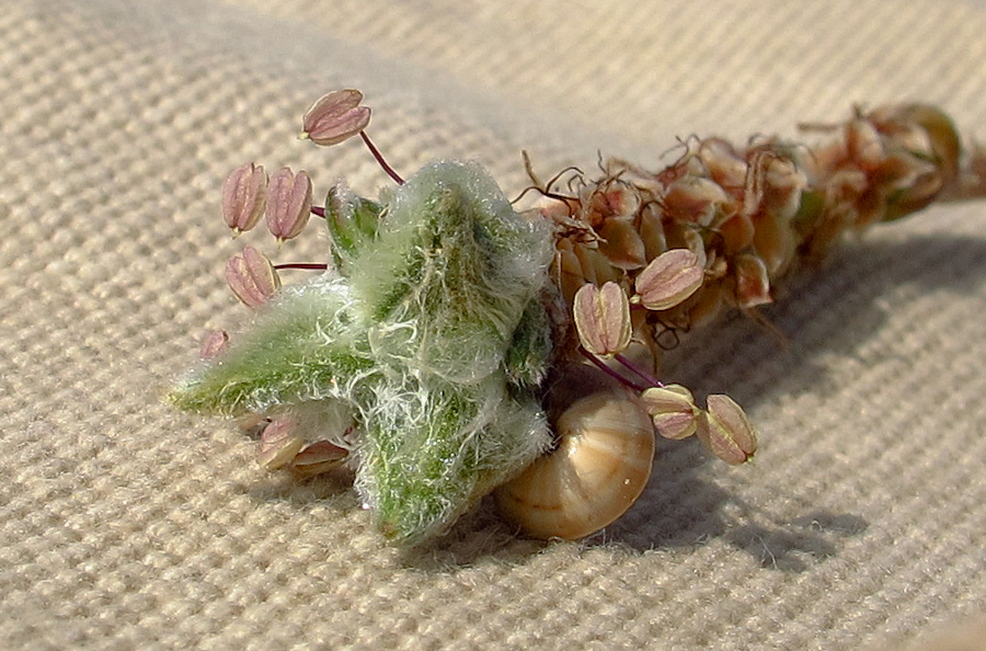 Image of Plantago albicans specimen.