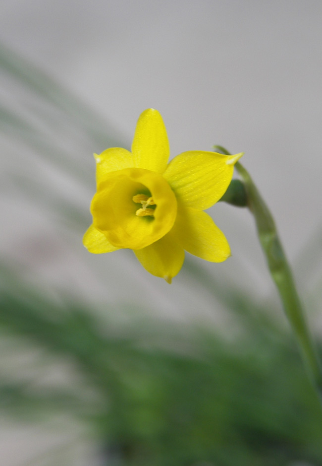 Image of Narcissus gaditanus specimen.