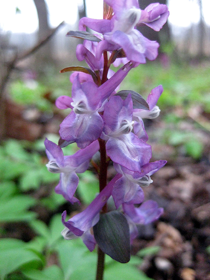 Image of Corydalis cava specimen.