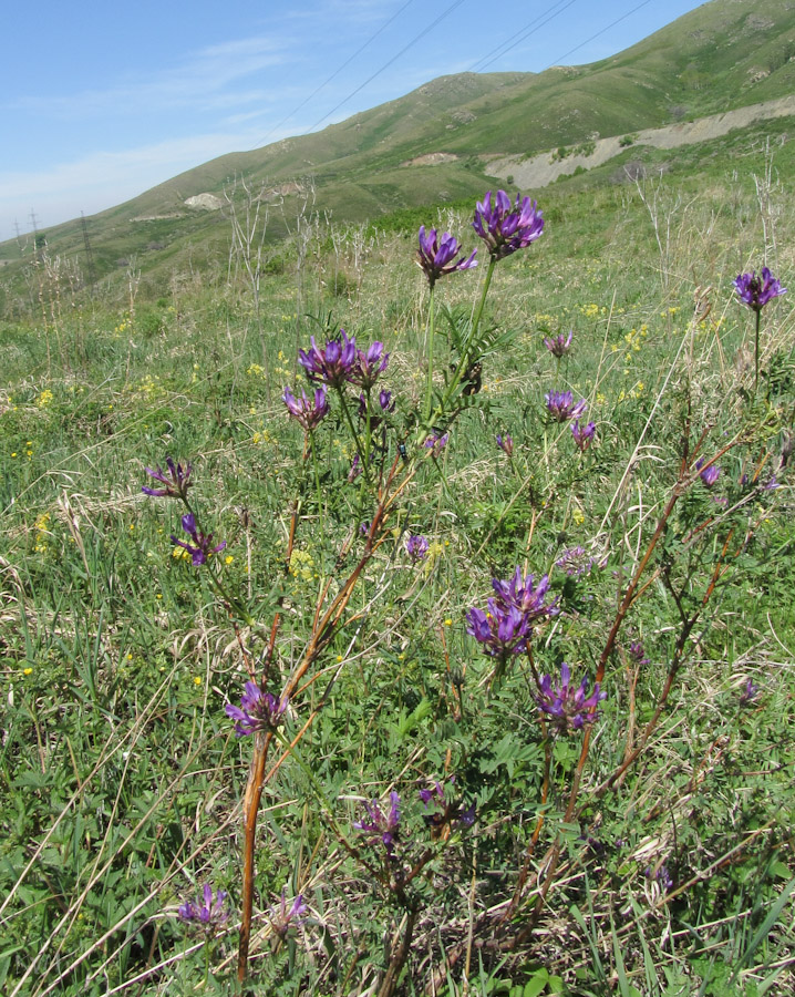 Изображение особи Astragalus austroaltaicus.