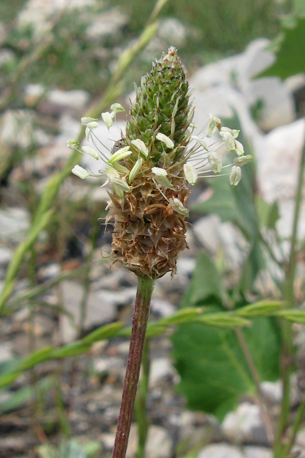 Image of Plantago lanceolata specimen.