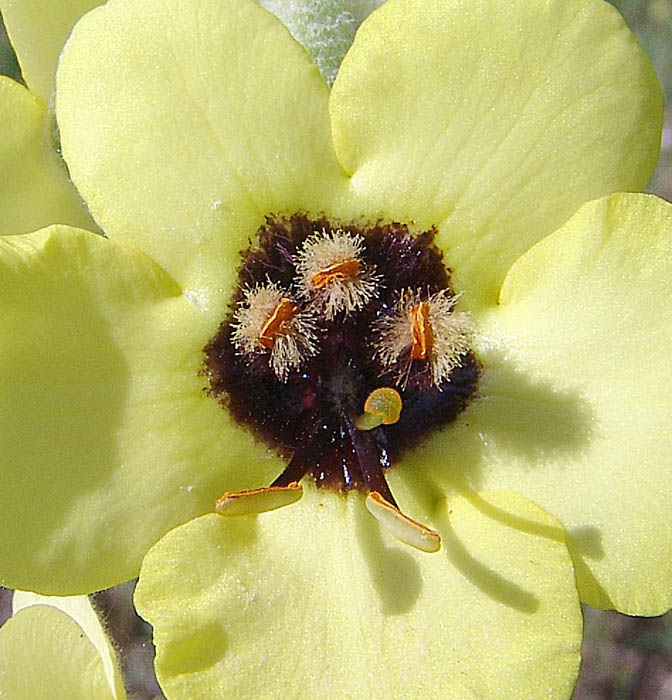 Изображение особи Verbascum formosum.