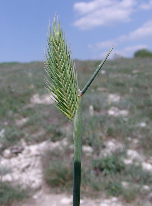 Image of Agropyron pinifolium specimen.