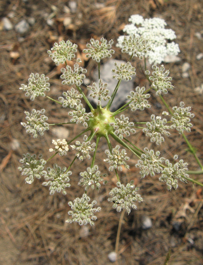 Image of Pimpinella peregrina specimen.