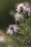 Centaurea stoebe