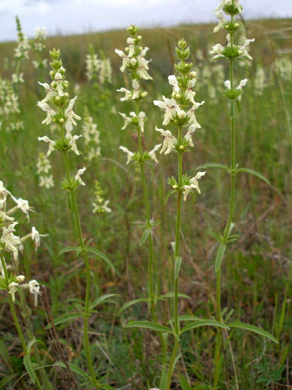 Изображение особи Stachys recta.