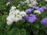 Ageratum houstonianum. Верхушки цветущих растений. Южный берег Крыма, г. Ялта, в культуре. 19 июля 2012 г.