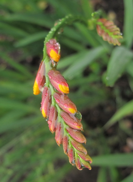 Изображение особи Crocosmia &times; crocosmiiflora.