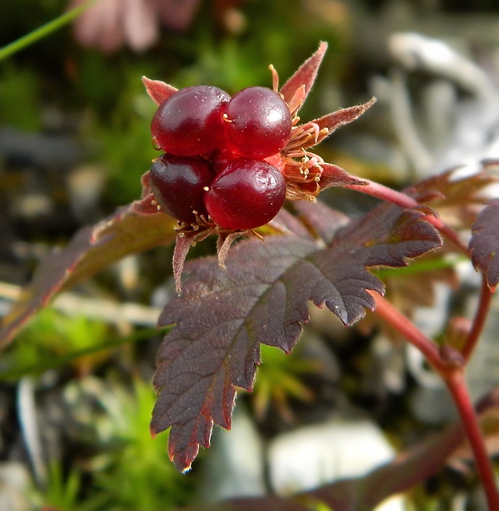 Image of Rubus arcticus specimen.