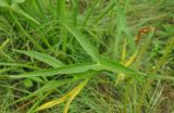 Sagittaria trifolia. Лист. Хабаровский край, окр. села Галкино. 29.07.2012.