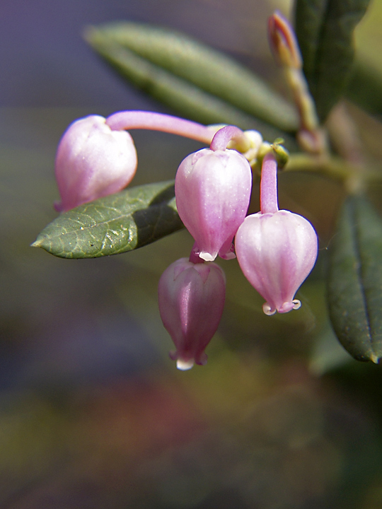 Image of Andromeda polifolia specimen.