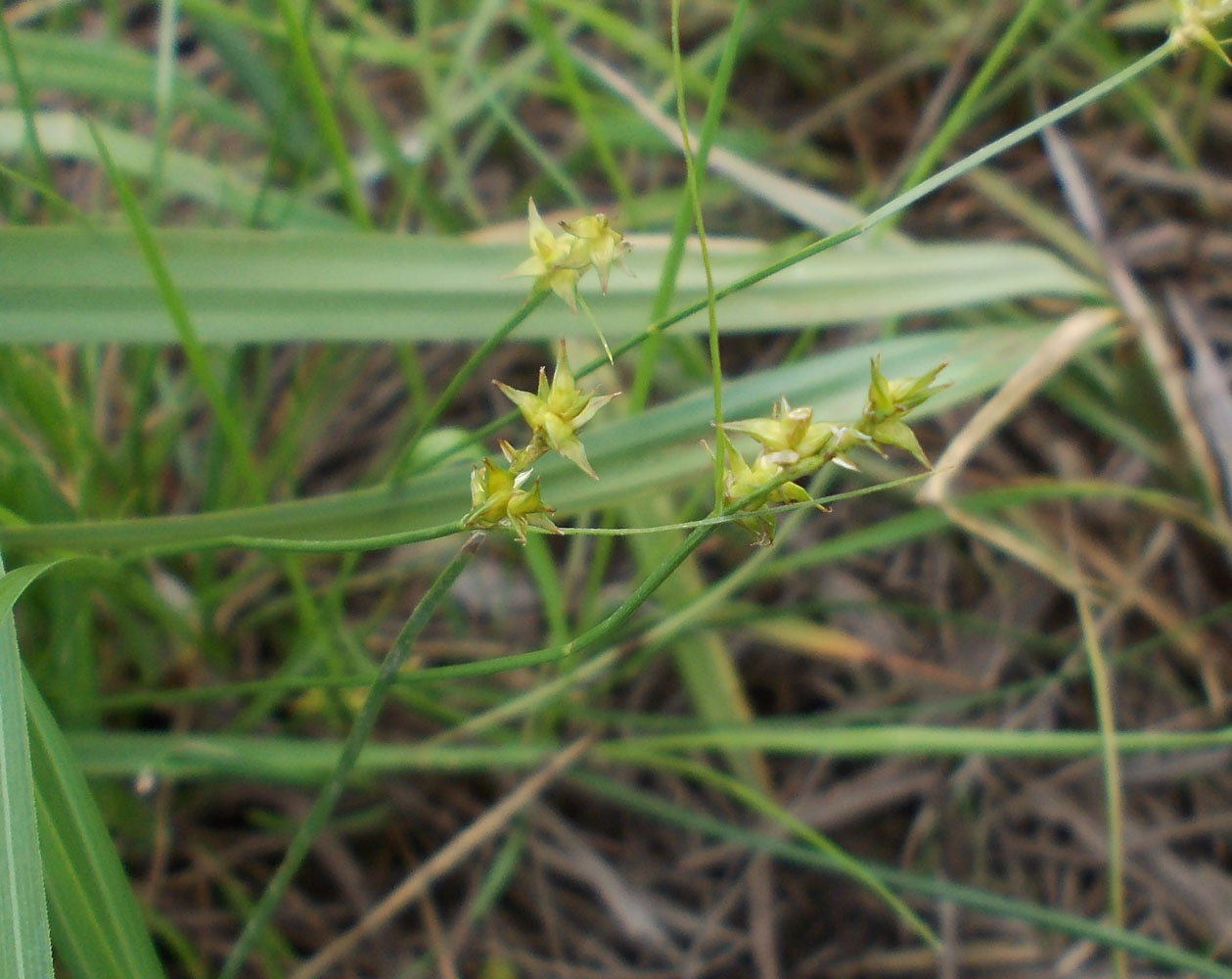 Image of Carex angustior specimen.