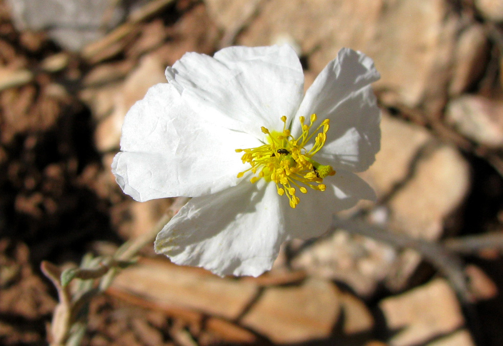 Image of Helianthemum apenninum specimen.