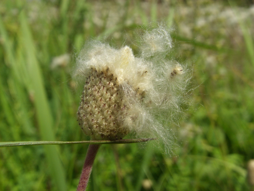 Image of Anemone sylvestris specimen.