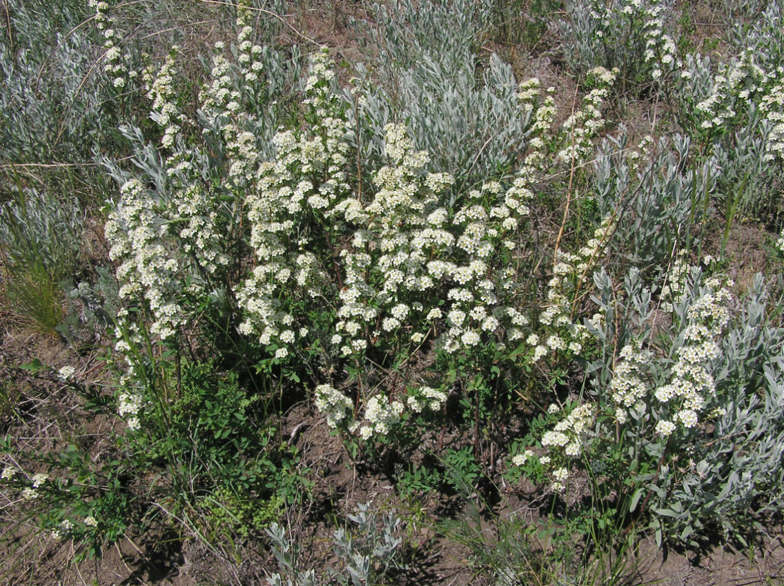 Image of Spiraea hypericifolia specimen.