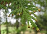 Thuja occidentalis