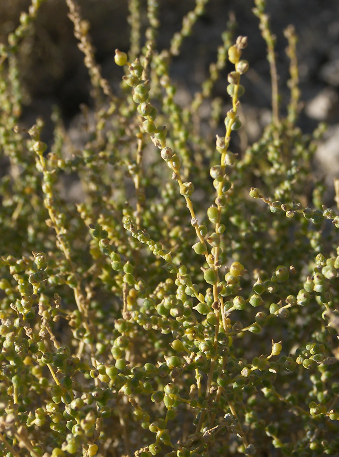 Image of Salsola dendroides specimen.