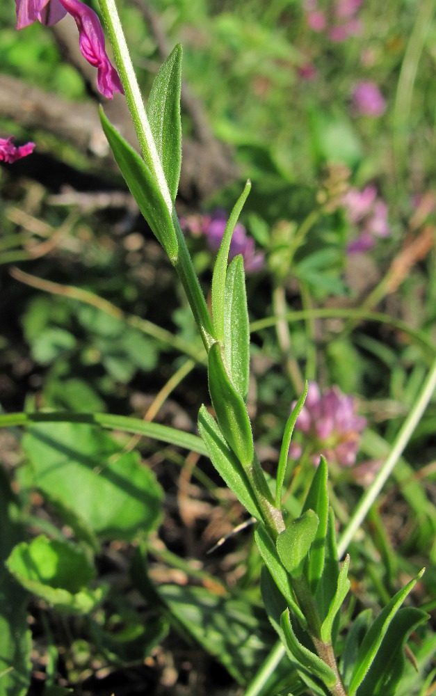 Изображение особи Polygala major.