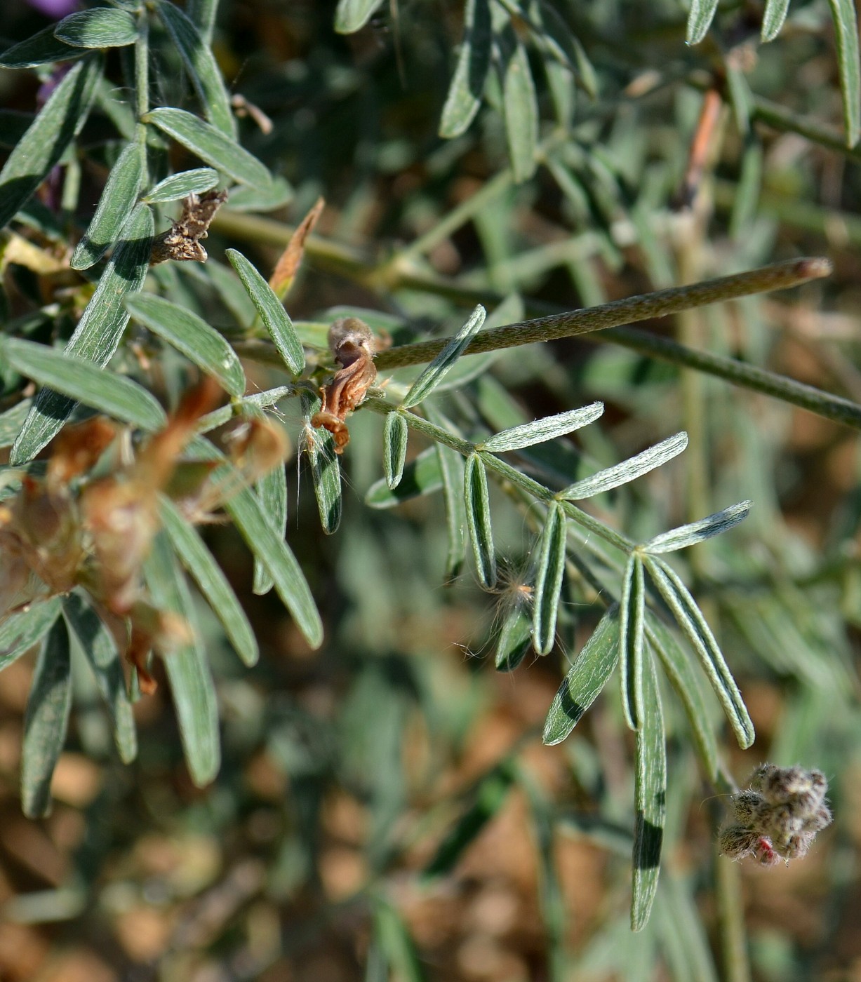 Image of Astragalus varius specimen.