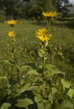 Inula helenium