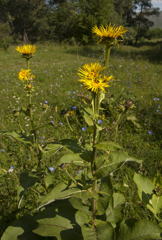 Изображение особи Inula helenium.