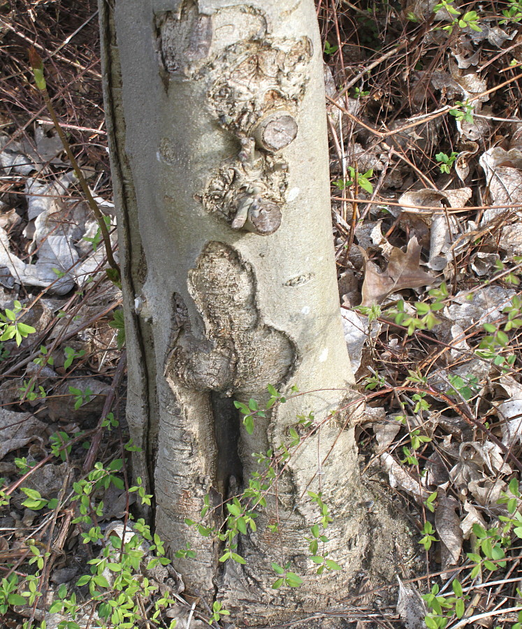 Изображение особи Fraxinus ornus.