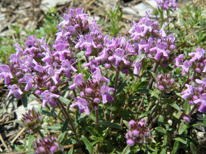 Image of Thymus roegneri specimen.